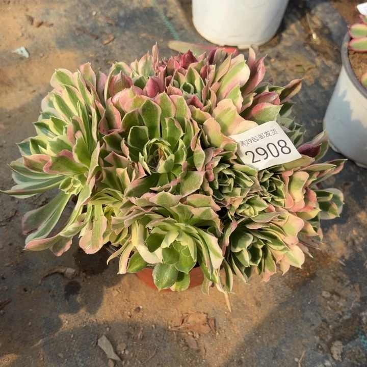 白凤多肉法师2908