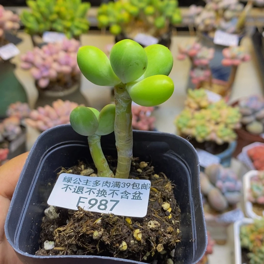 987金蟾芒果奶多肉4cm