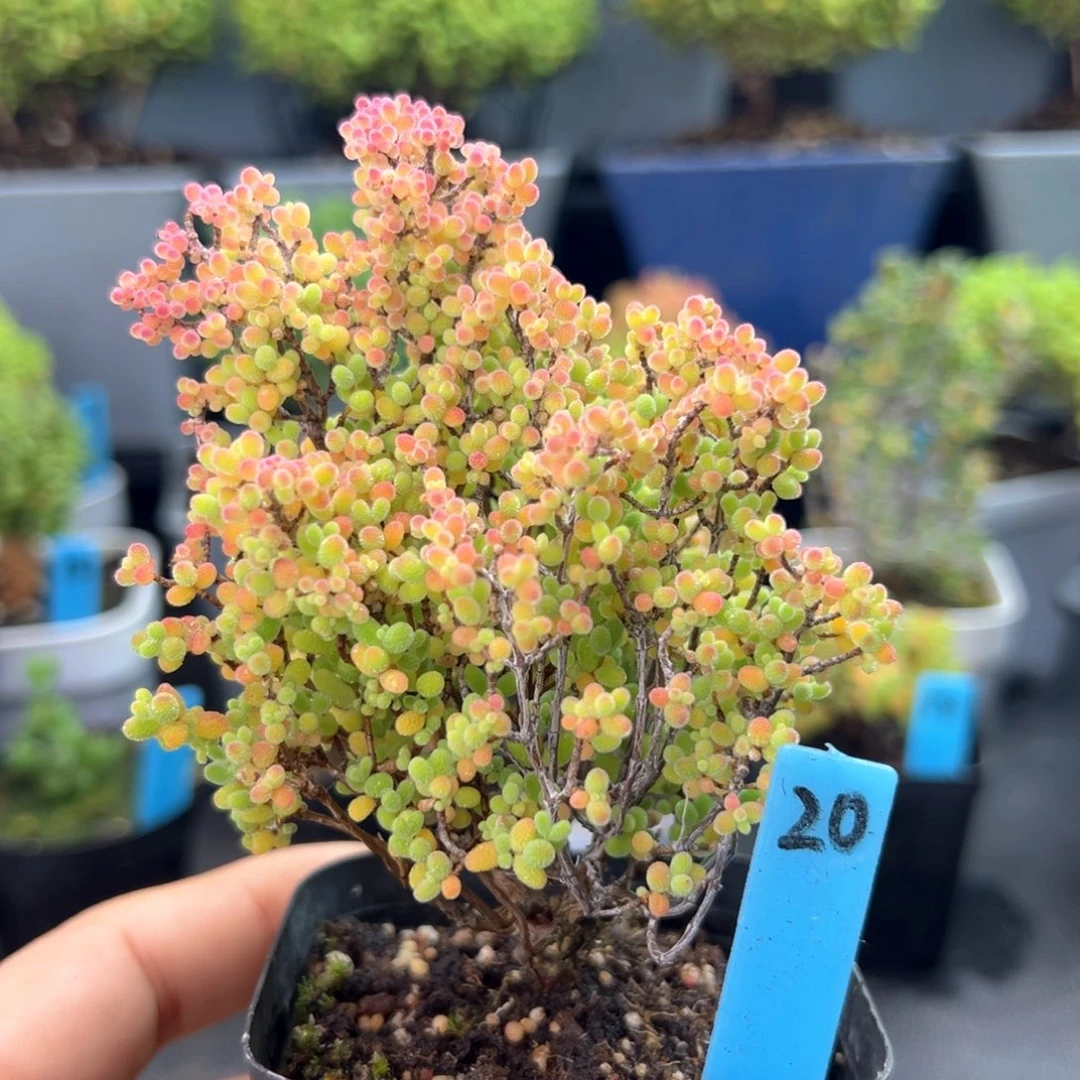 精控蜜橘小树20号