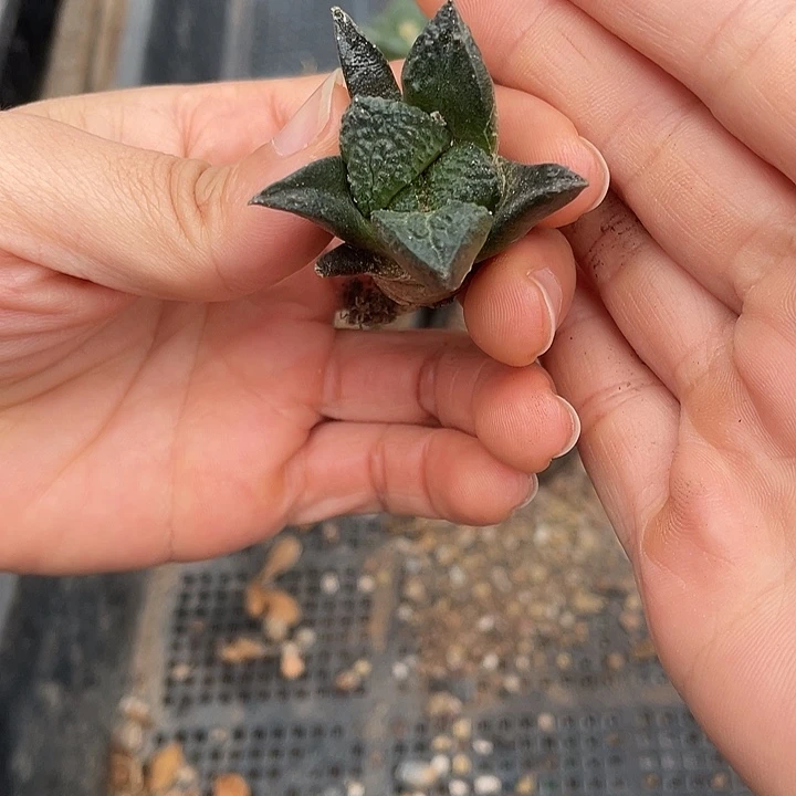 实生哥斯拉特价福利