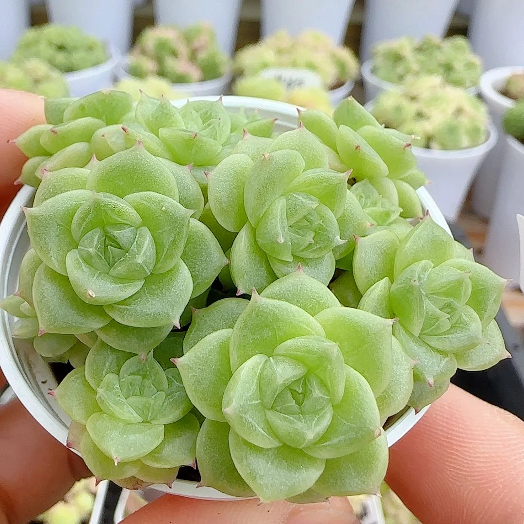 【闪购商品】0629-19优选麦杆