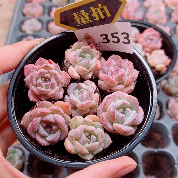 多肉植物多肉植物