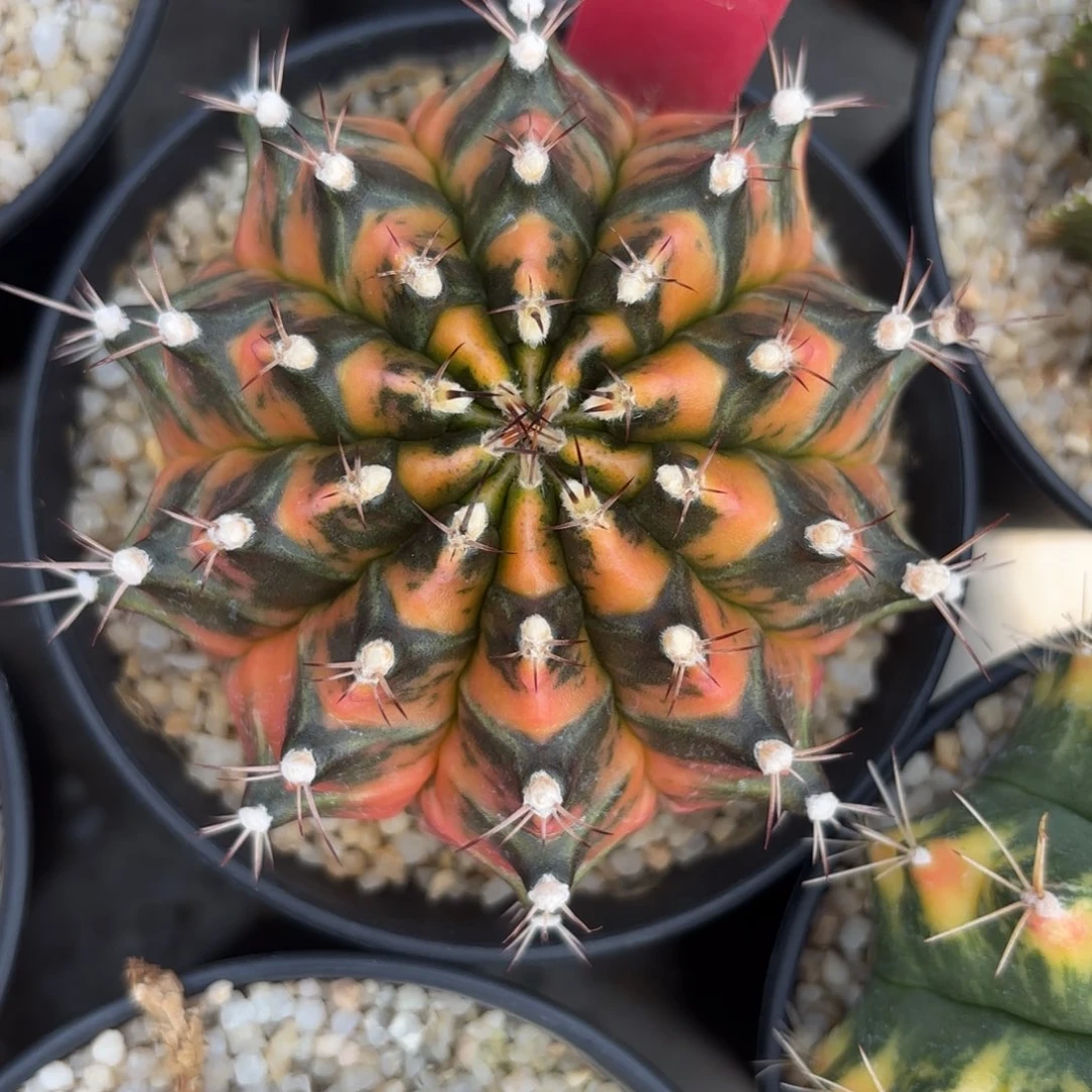 189-1201泰国发货多肉