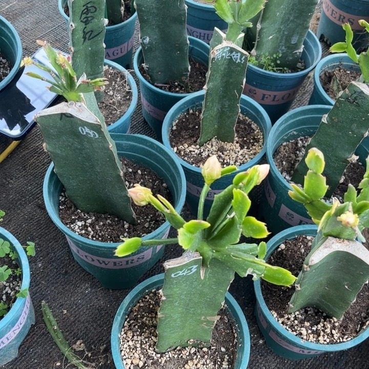 一***阳92号043红色重瓣，