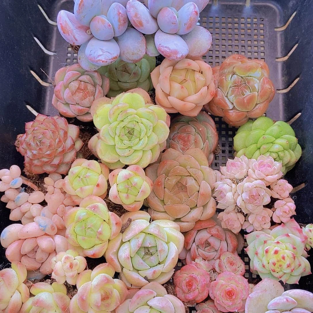 00000001量拍保底20颗