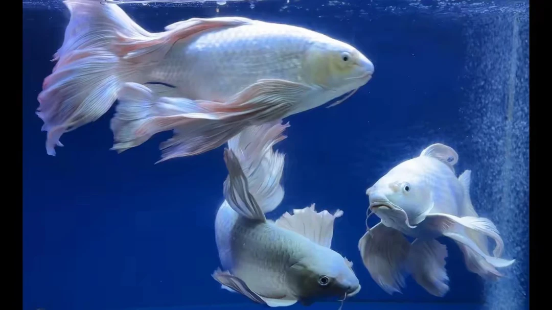 正宗台湾普身普短蝴蝶鲤冷水招财观赏鱼（不包入缸）