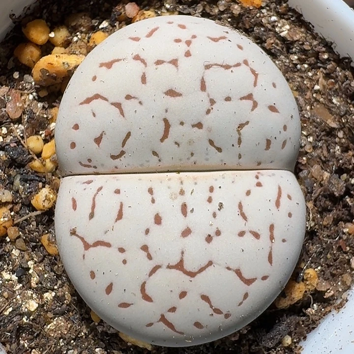 生石花111111。  197
