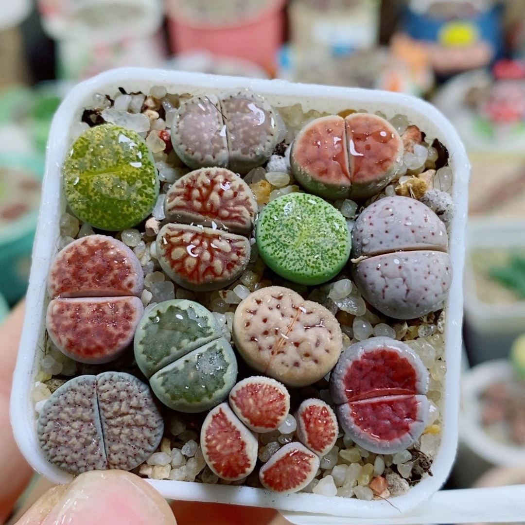 生石花花花花花花花26