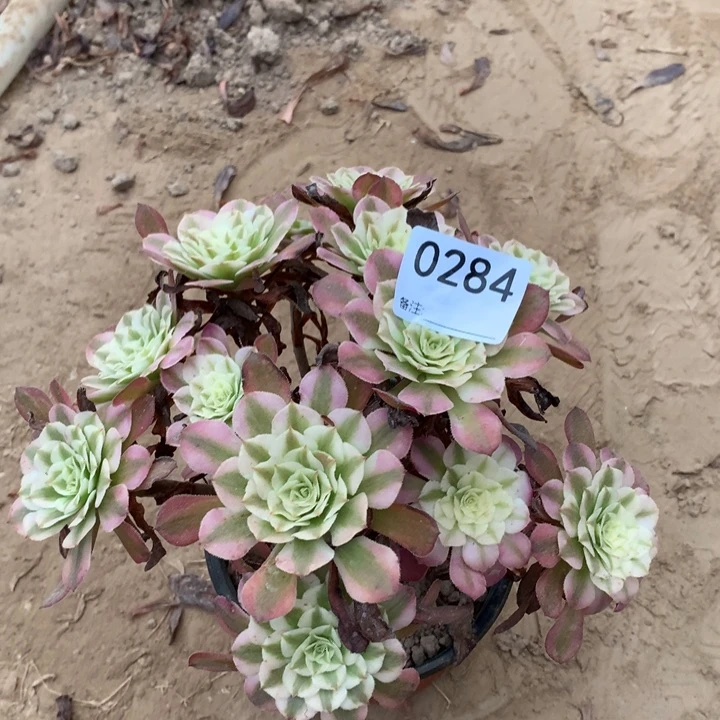0284铜壶白绣球东棚