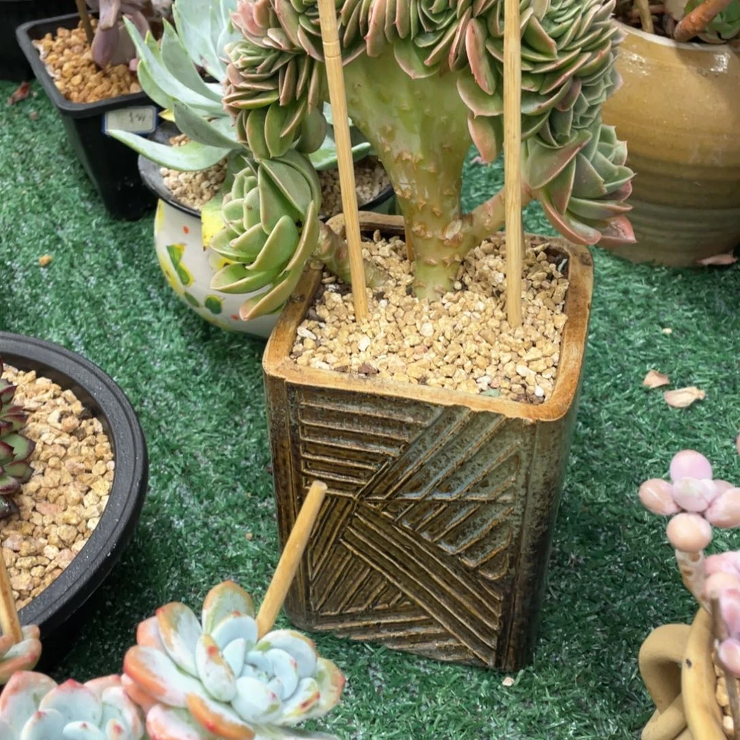 星娜塔一物一拍28包邮非偏远