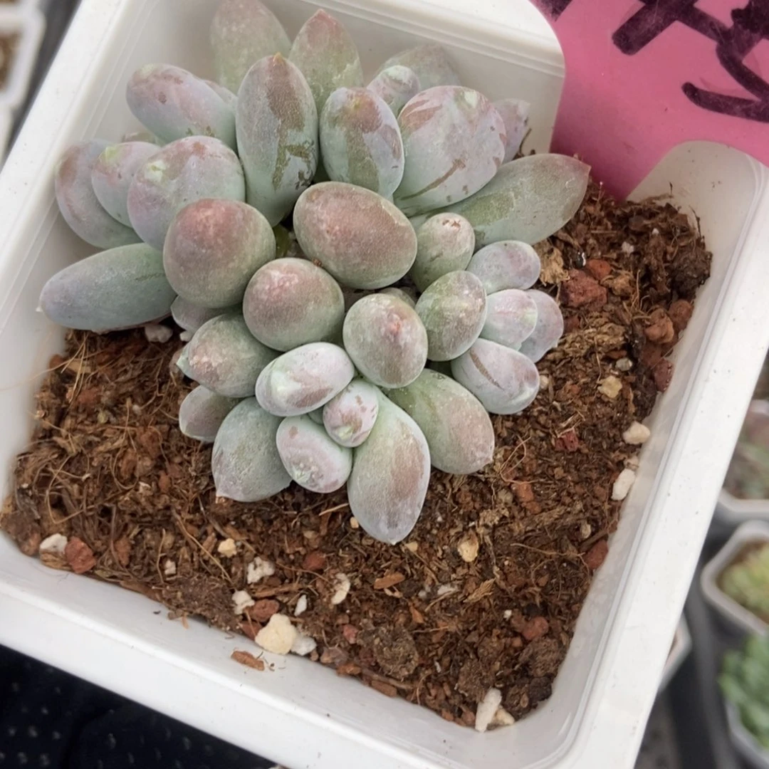 945稻田姬奶酪多肉植物保护