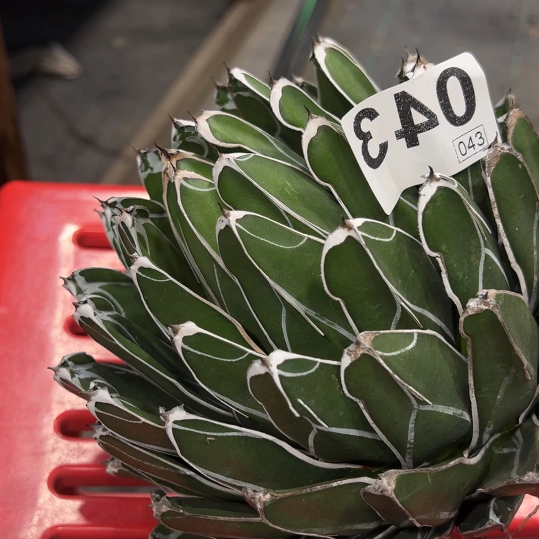 ****嗦43笹之雪龙舌兰植物脱土发货