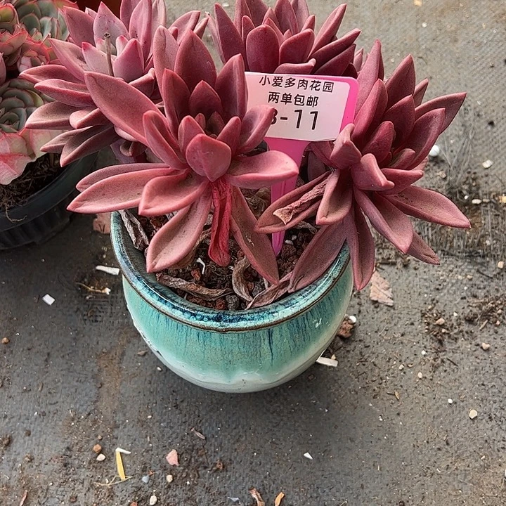 鹿***子多肉植物组合盆栽11