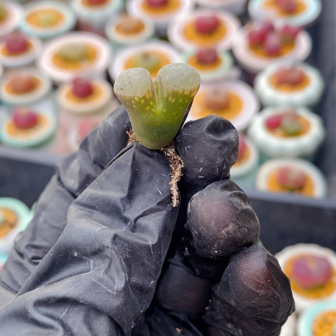 5012--一物一拍 星辰