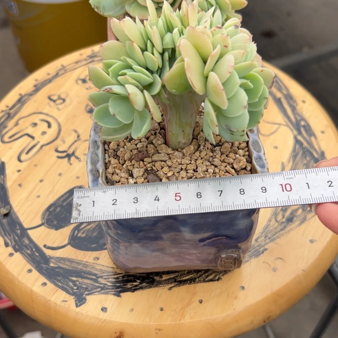 ?***?450 多肉植物组合