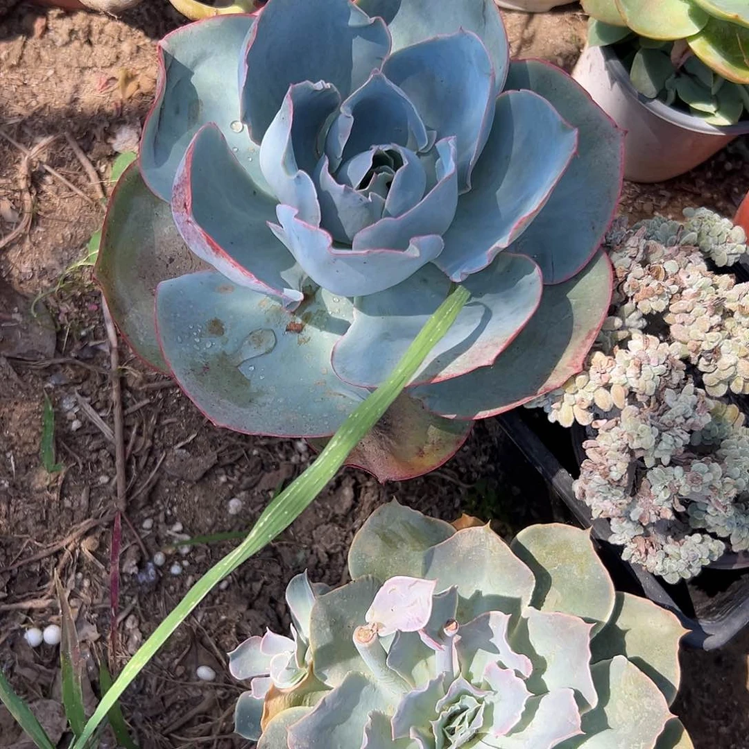 多肉植物达芬奇密码
