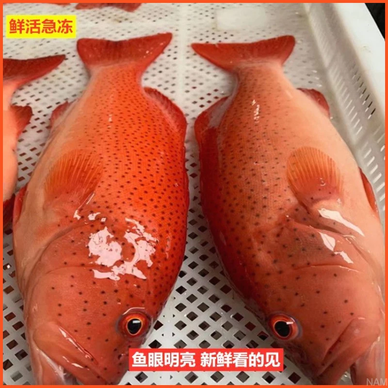【顺丰冷链】东星斑深海石斑鱼活冻新鲜速冻深海鱼石斑海鲜红石斑鱼