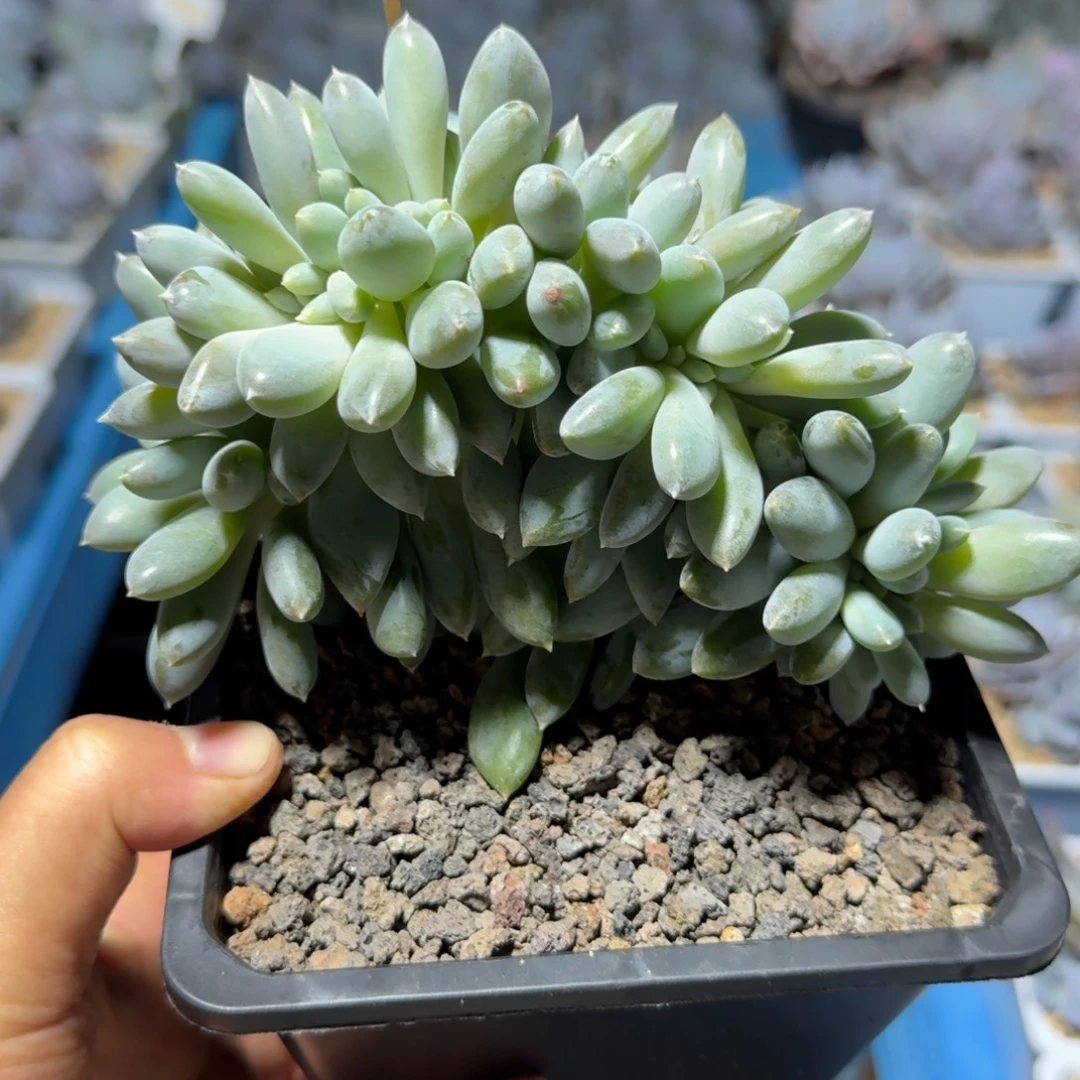 黄体胖哥特福利品