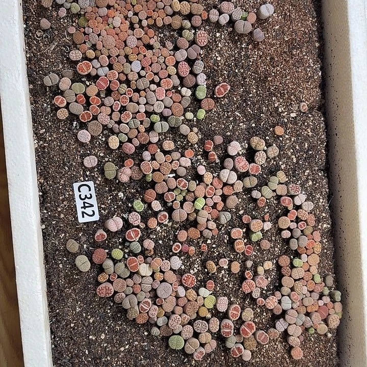 生342石花整框脱土发货不售后
