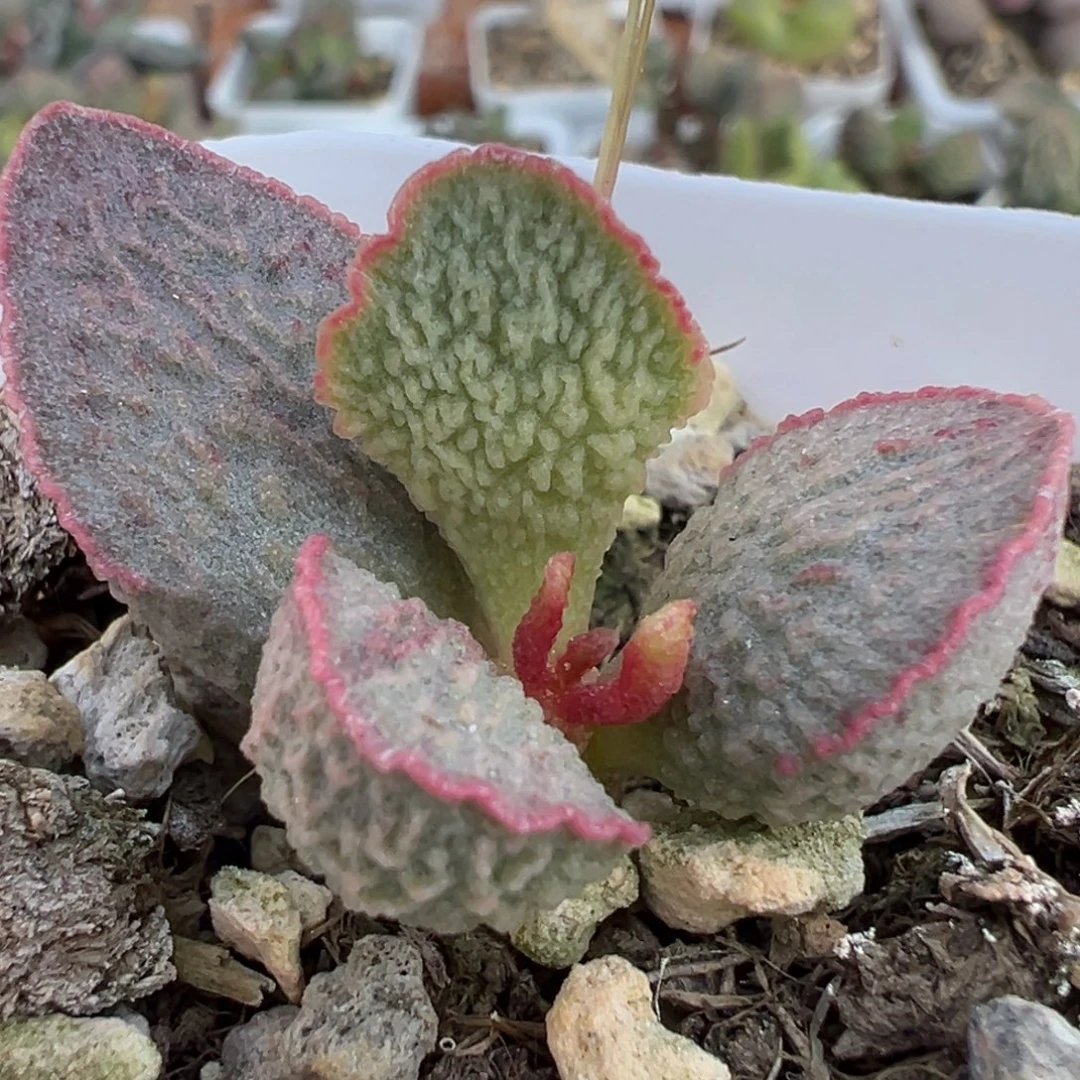 福利款实生新品多肉植物