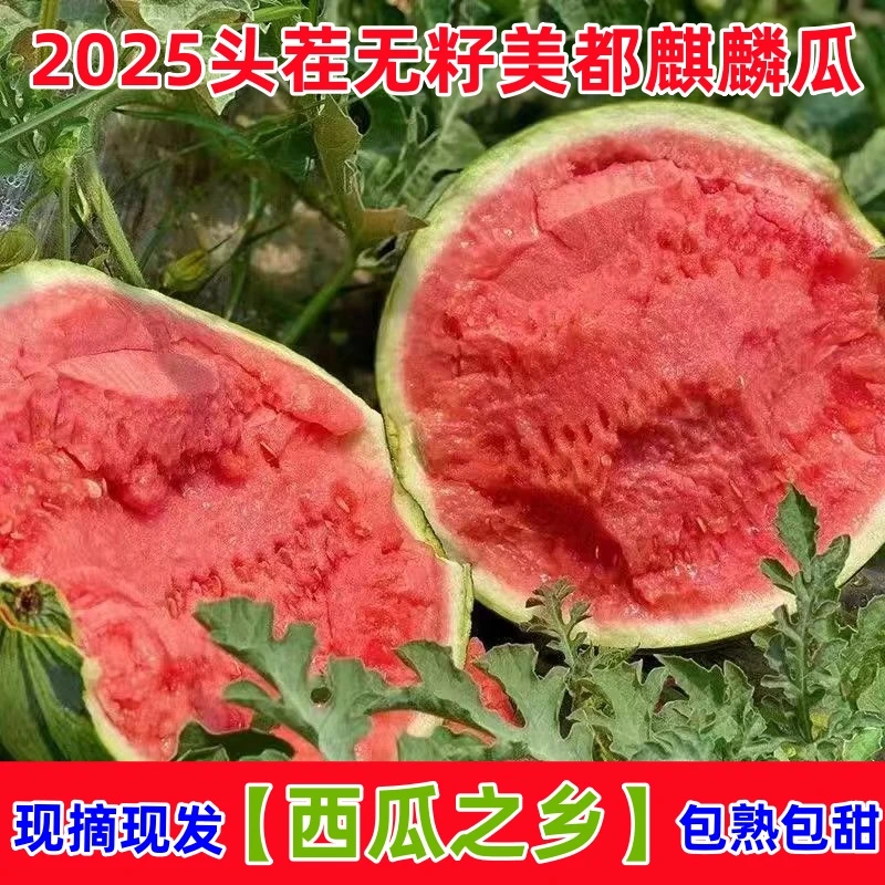 【顺丰包邮】现摘美都多汁麒麟瓜超甜薄皮采摘西瓜应季无籽新鲜水果