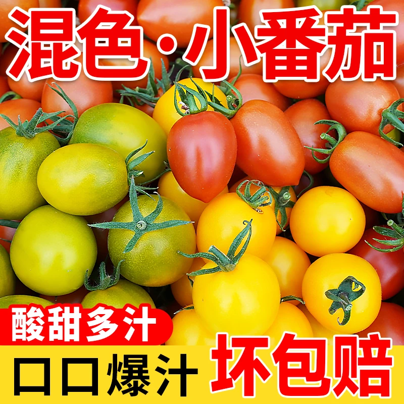 广西新鲜绿小番茄红千禧圣女果黄色红柿小柿子樱桃当季水果蔬菜