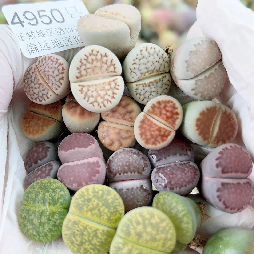 4950 好养易活生石花大母本20个