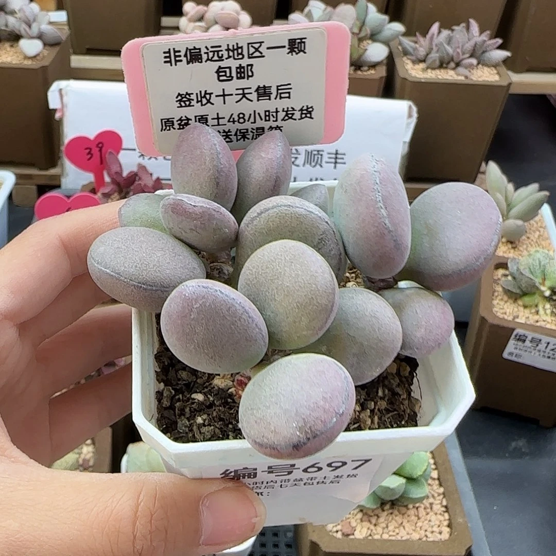 697球球紫蛋多肉