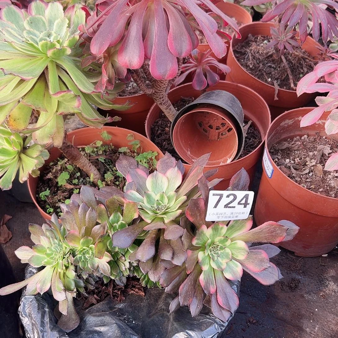 多肉植物多肉植物724