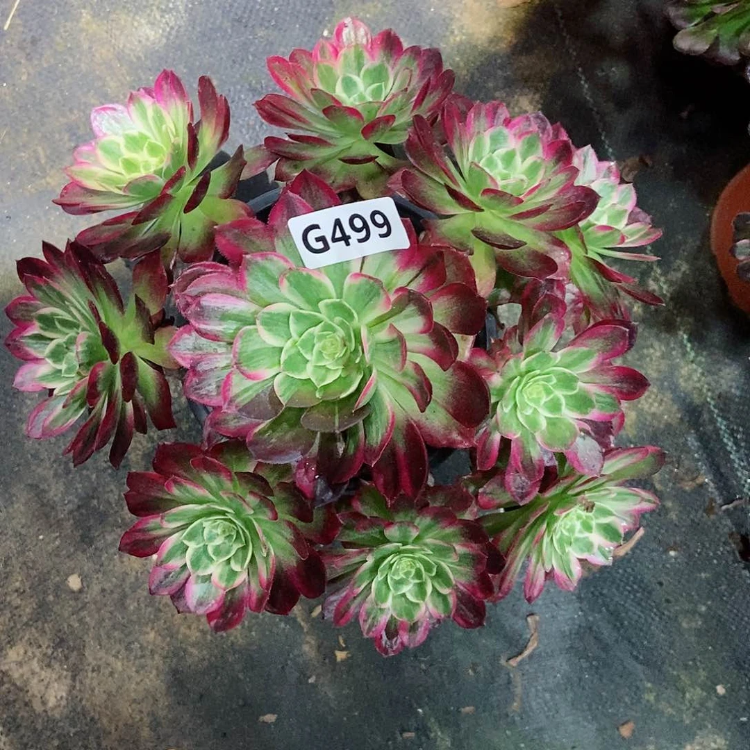 红陶保****8499万花筒3多肉