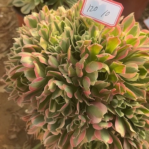 多肉植物雨花石120