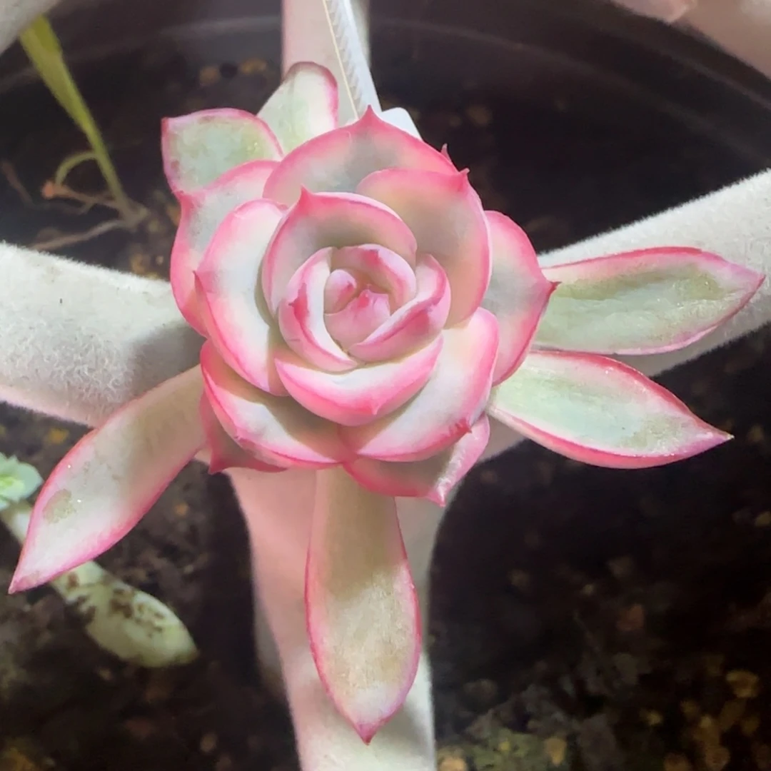 狮***座狮子座 多肉植物锦 多肉