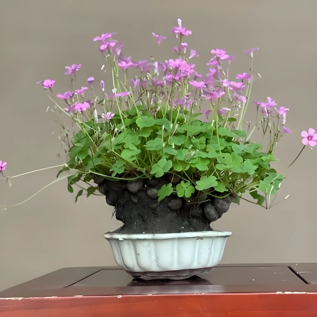 醡浆草，幸运草，三叶草，红花酢浆草，盆景怪桩爆花机器易活