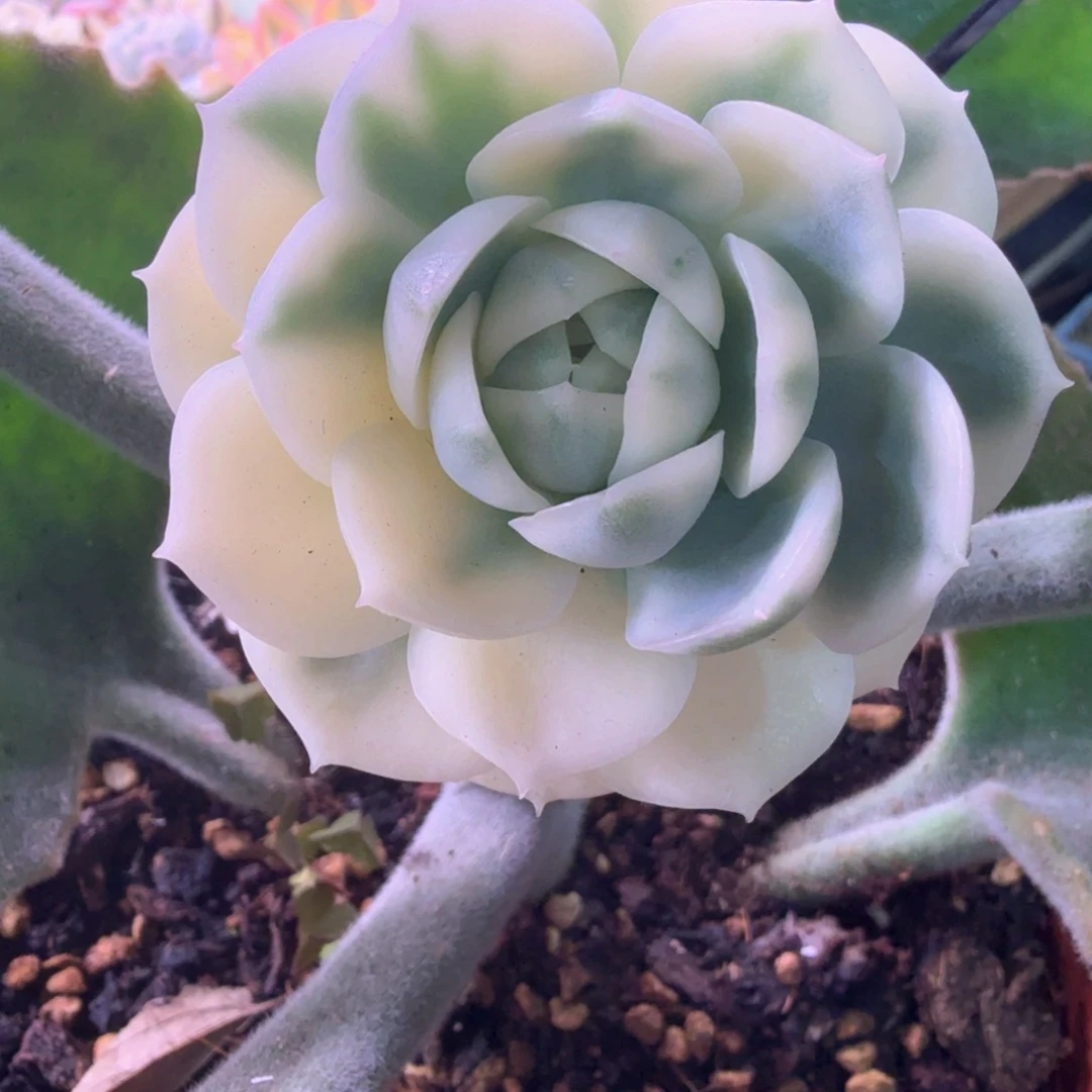 无花朵韩水晶锦 多肉