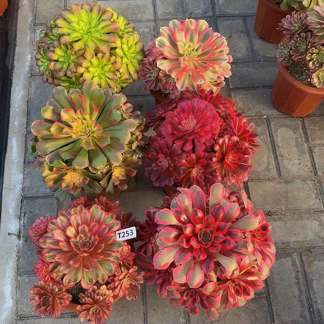 无花朵唯*253套餐6颗大小颗都有4444