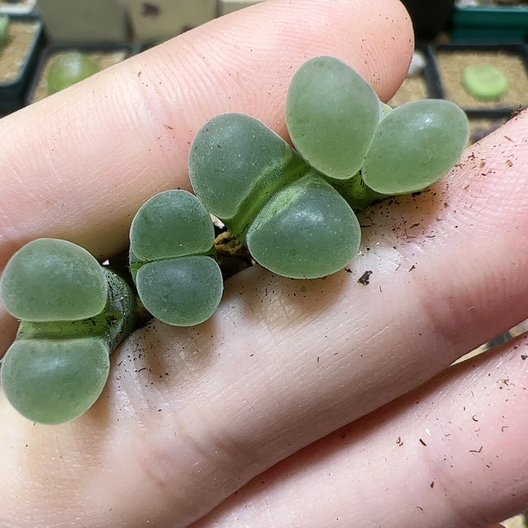 【闪购商品】394 极窗