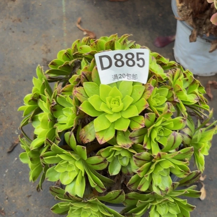 瑞妈多肉植物,885必火