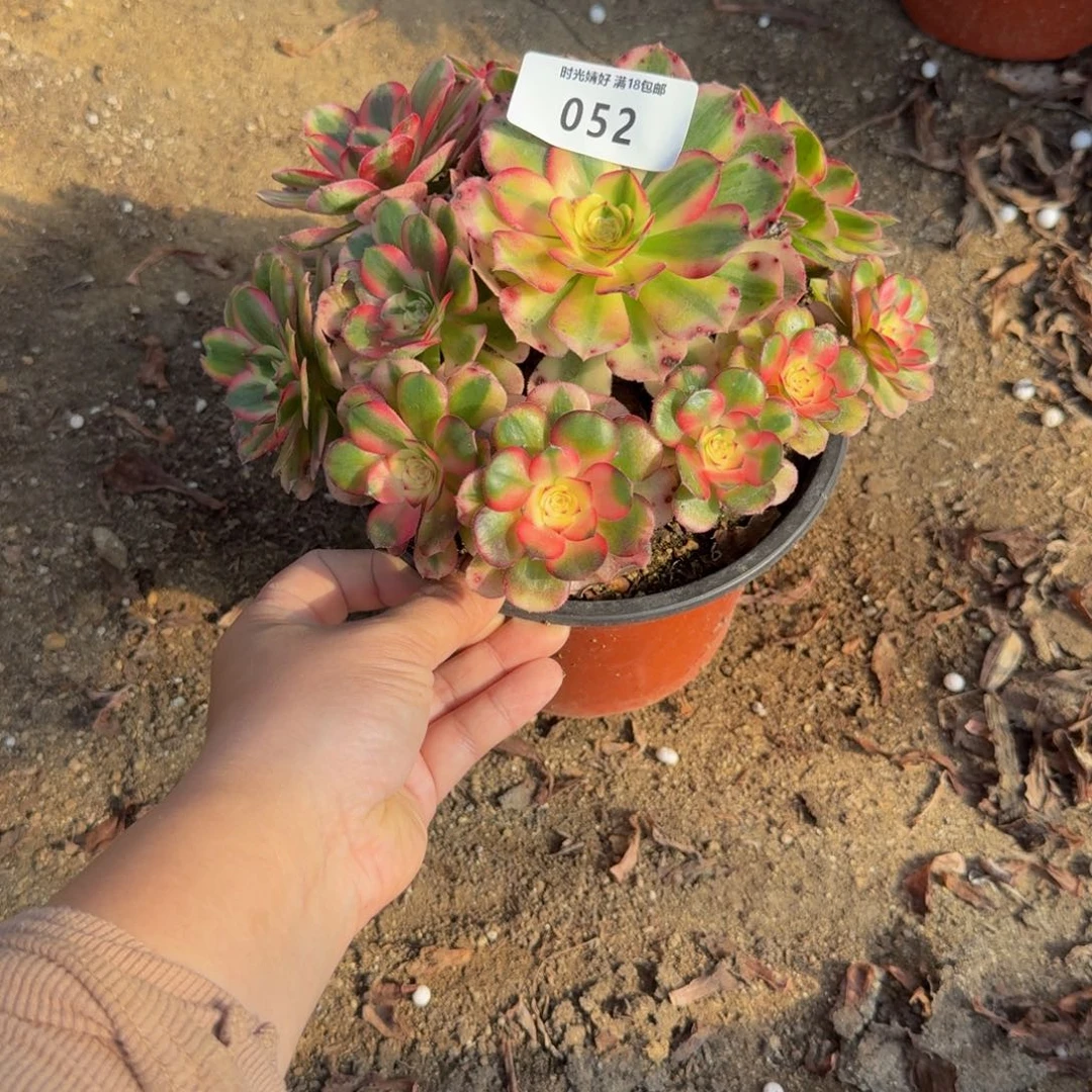 052荔枝。多肉植物