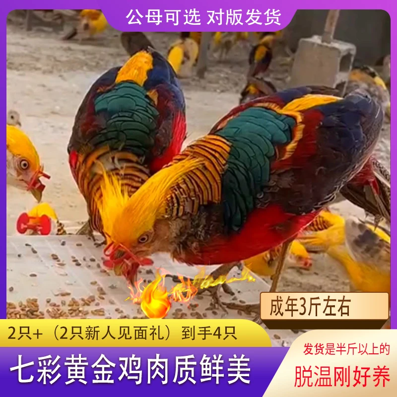 脱温半斤以上七彩黄金鸡肉质鲜美