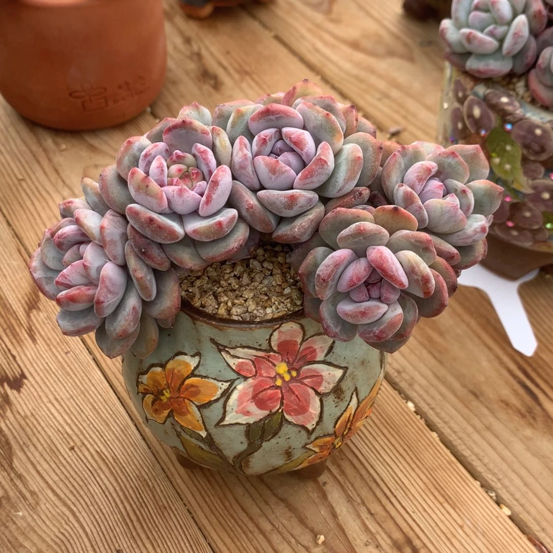 奥*森奥尔森紫心星影石化寄养