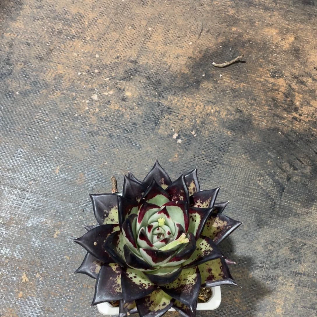 信*多肉植物，山人园艺