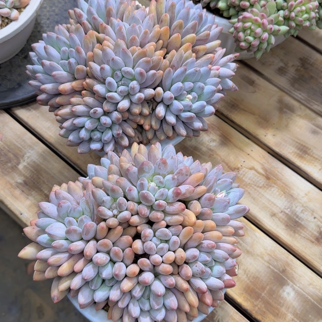 香水宝贝多肉植物