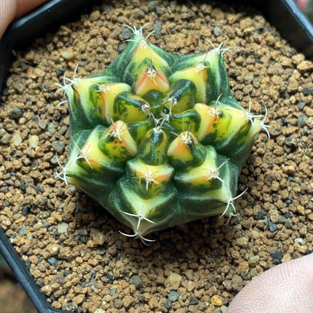 当前无花朵，栽培后可花朵三角规律V背锦