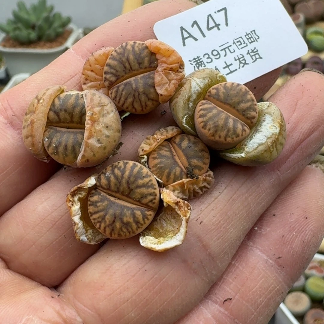 芷*147多肉哈哈哈哈哈哈哈哈