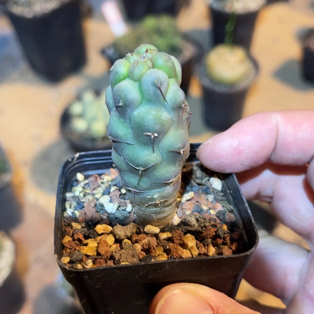 实生习志野仙人球一物一拍