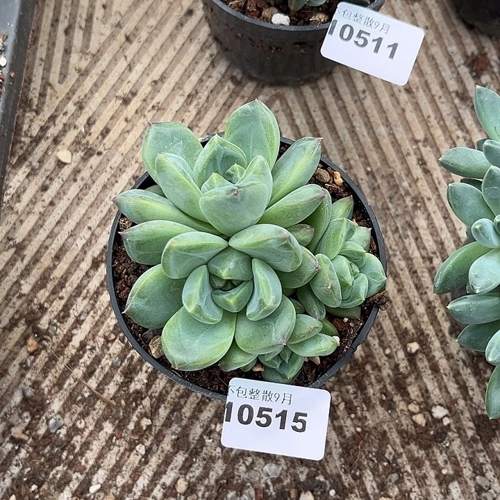 阿雅园艺。         515