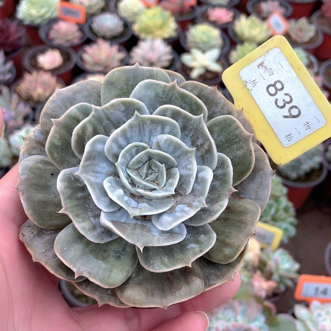 漫威锦839号多肉植物