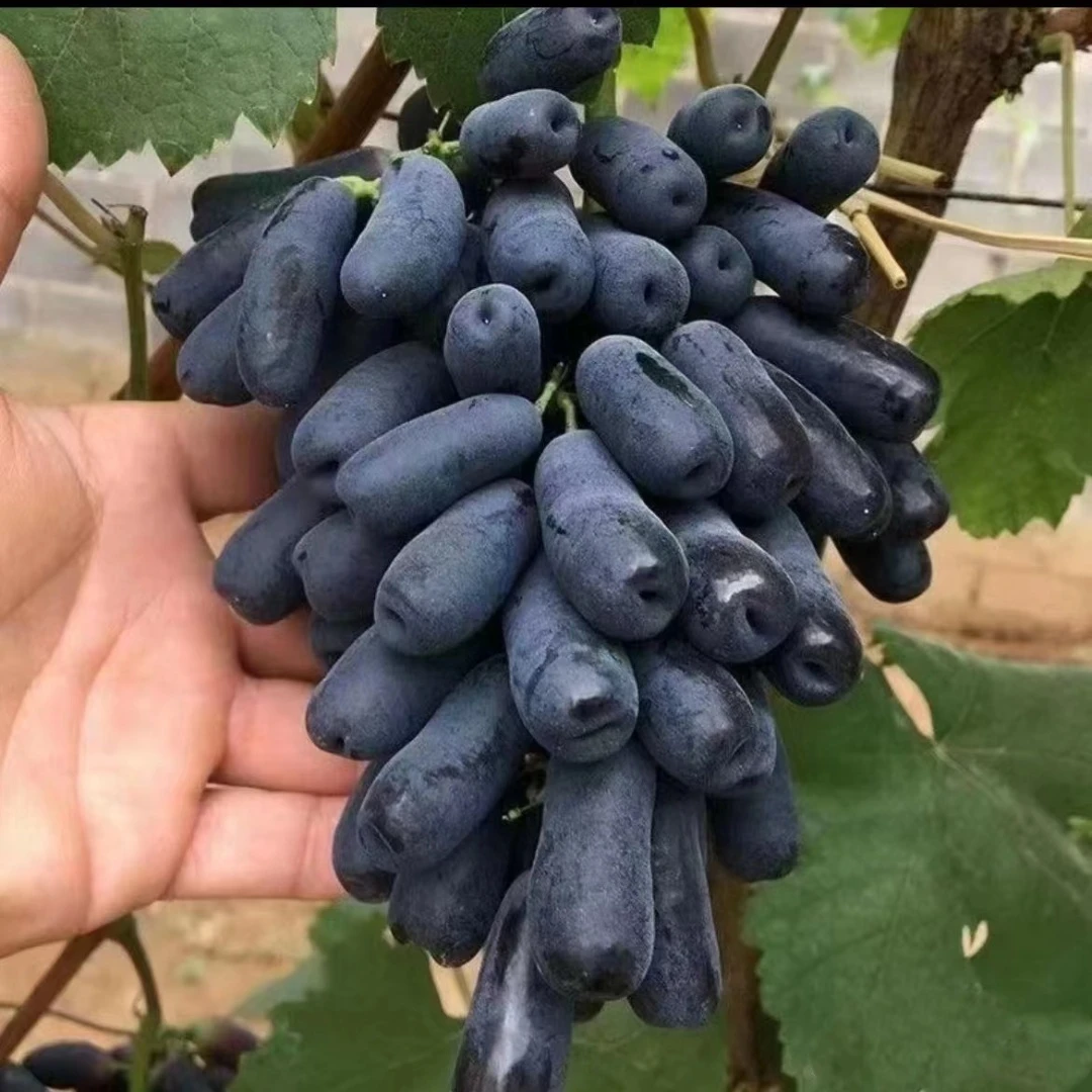 对版甜蜜蓝宝石葡萄苗蓝宝石葡萄树苗南方北方种植地栽盆栽果树苗