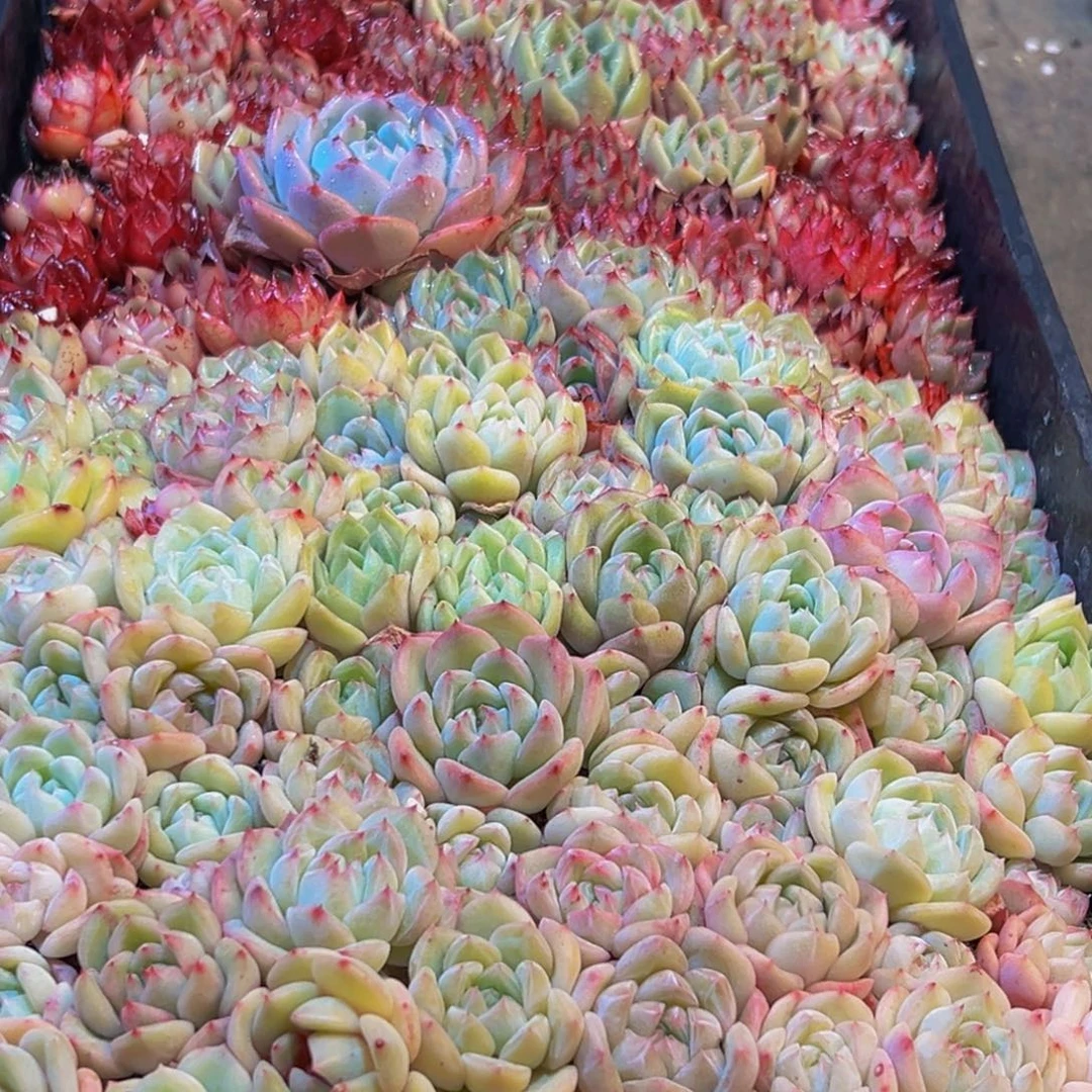 胡***肉078多肉大热的小太阳