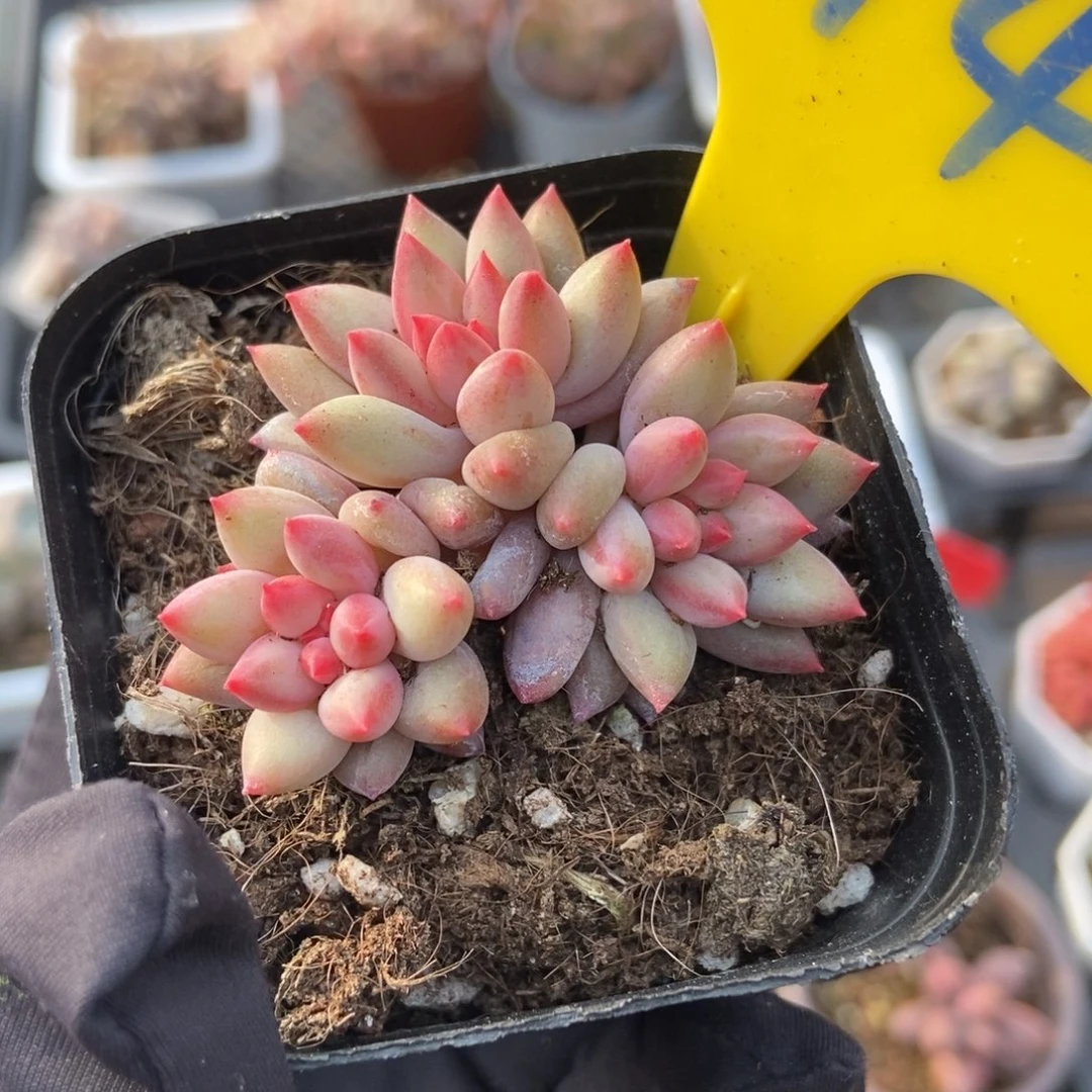 874虞美人多肉植物保护